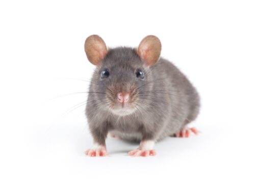 Conseils sur l’infestation de souris