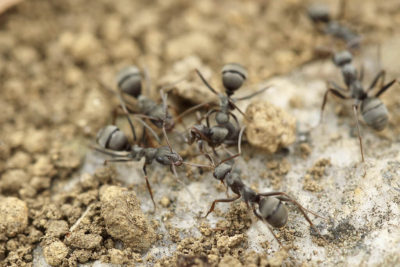 fourmis ants MBM Extermination Gestion Parasitaire
