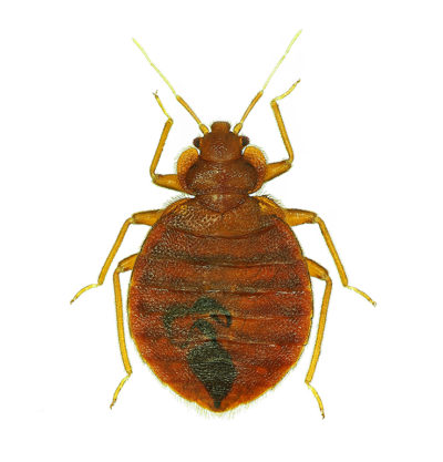 bed bugs punaises MBM Extermination Gestion Parasitaire