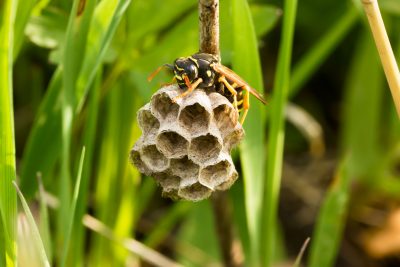 MBM extermination gestion parasitaire guepes insecte guêpes nid ruche