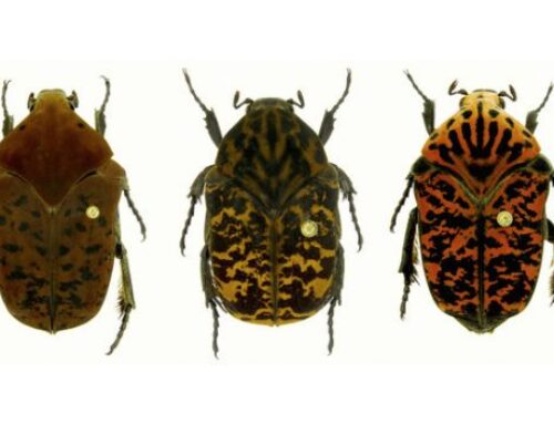 Des insectes nommés d’après Game of Thrones, vraiment?